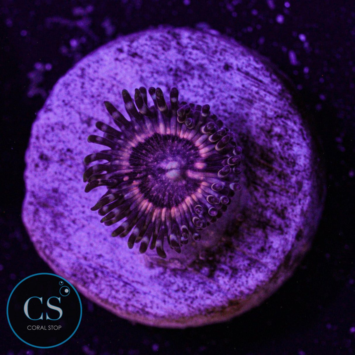 Pink Zipper Zoa