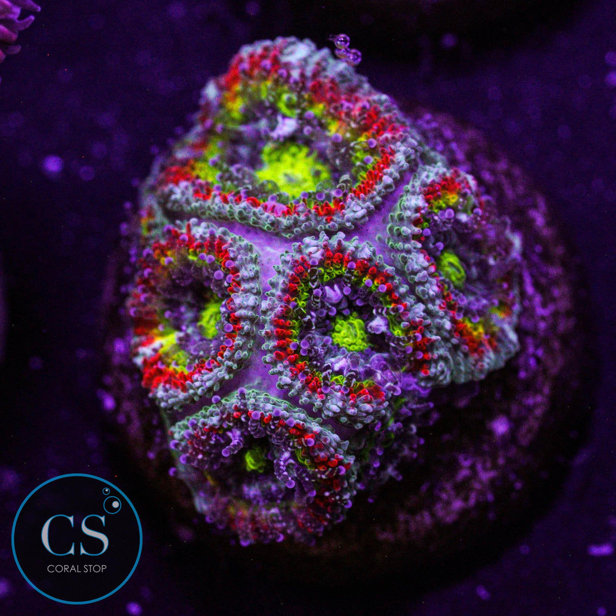 F2M Holy Grail Micromussa