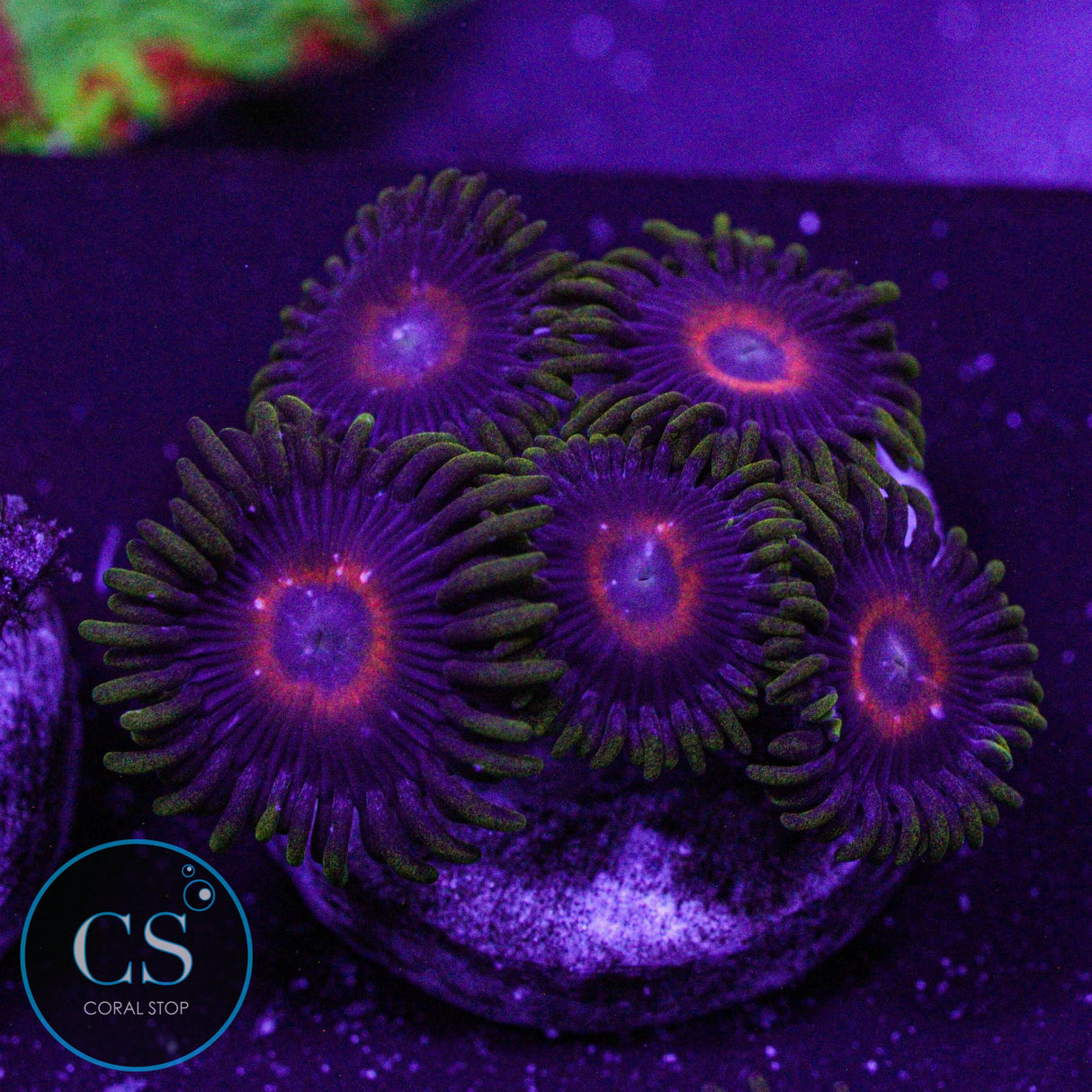 Eagle Eye Zoa