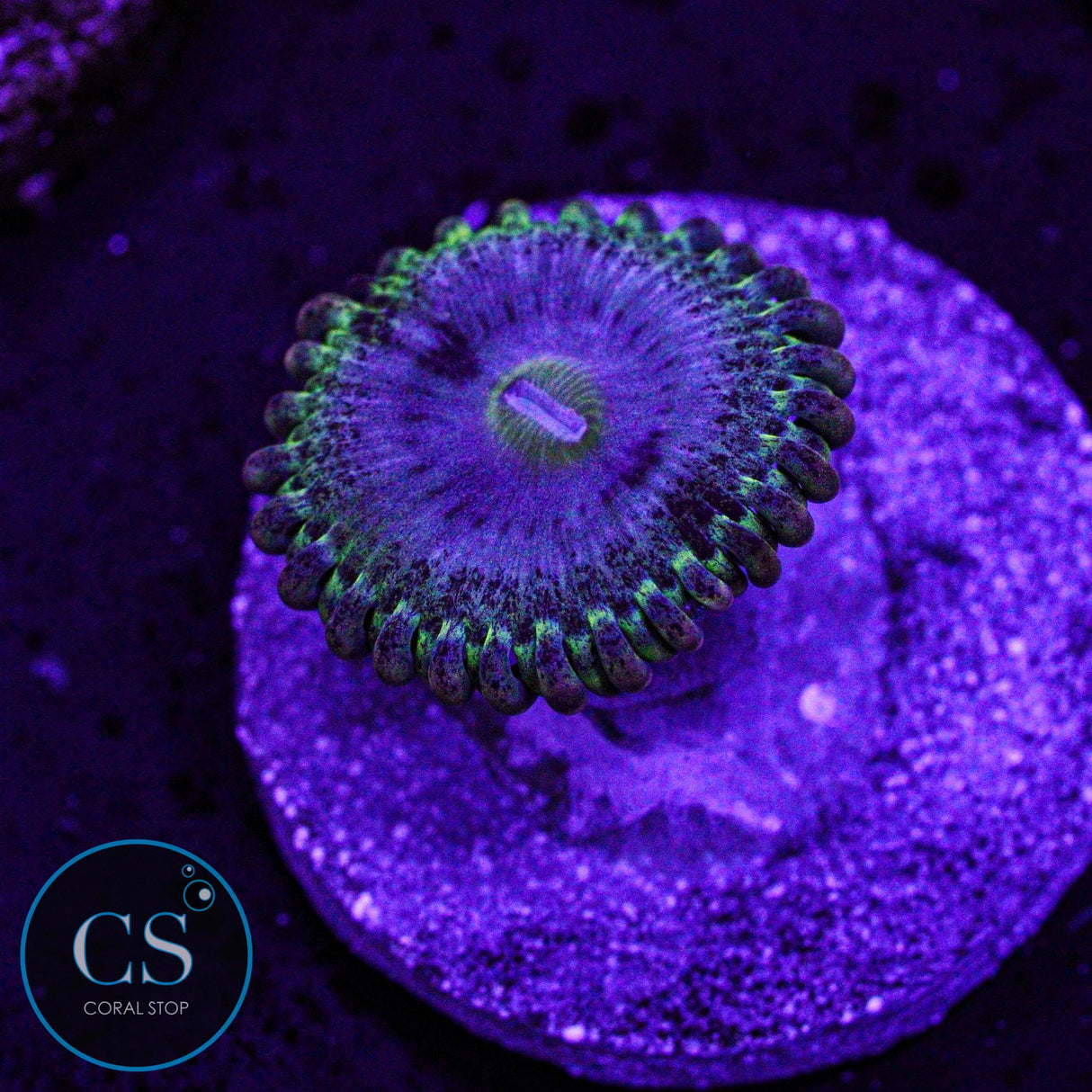 Rainbow Rhino Zoa