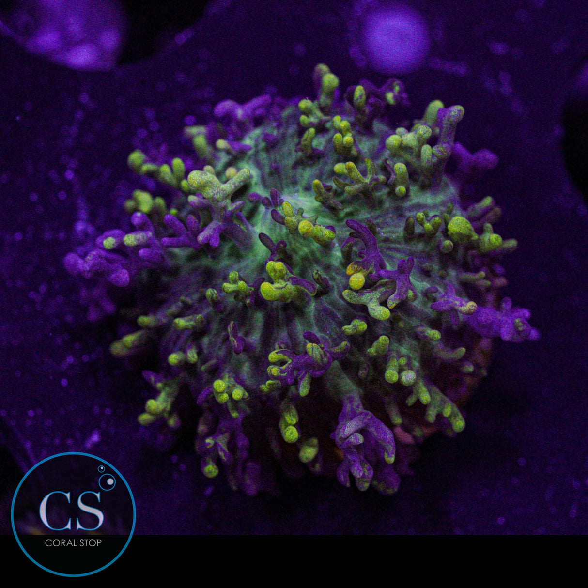 CC Magic Carpet Hairy Mushroom