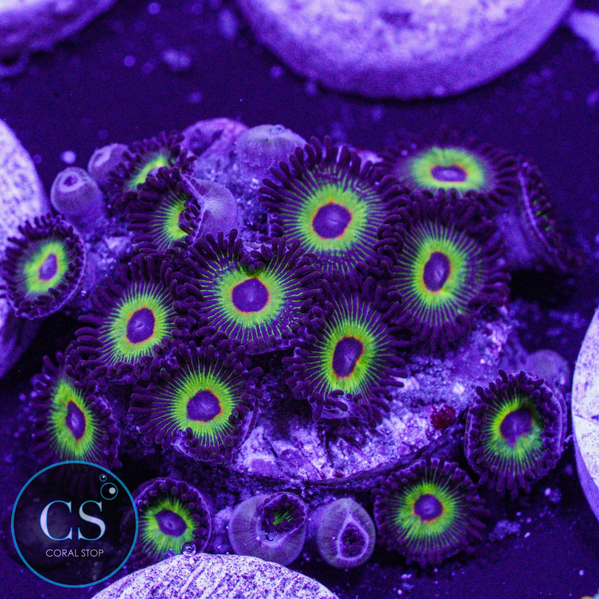 WWC Bob Marley Zoa