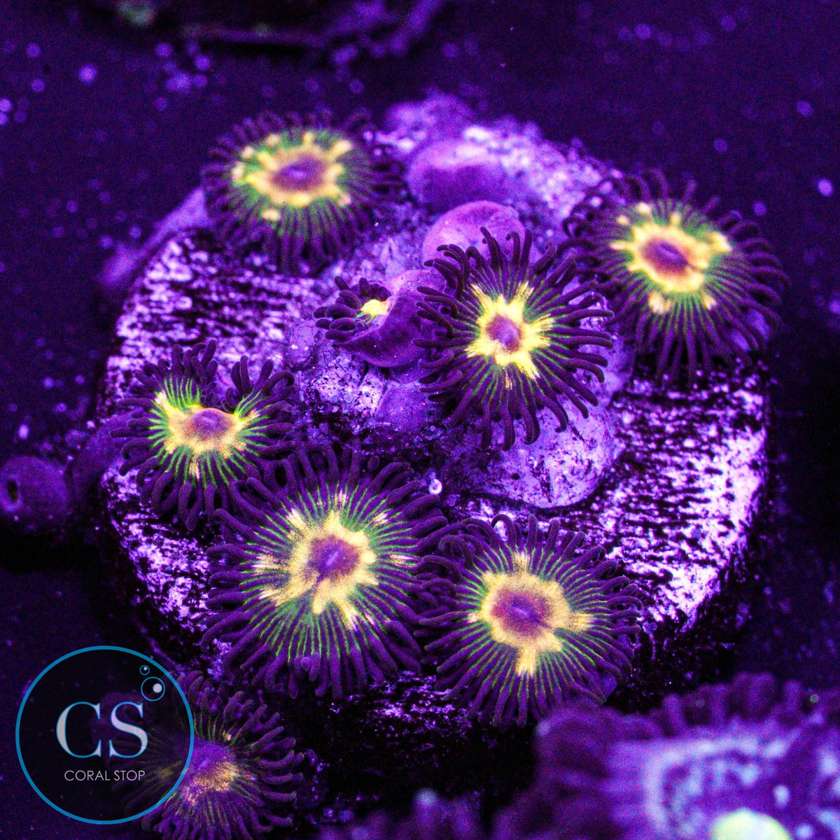 Jurassic Park Zoa
