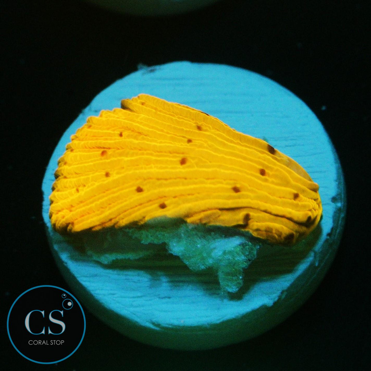 CITRUS DELIGHT DIASERIS PLATE
