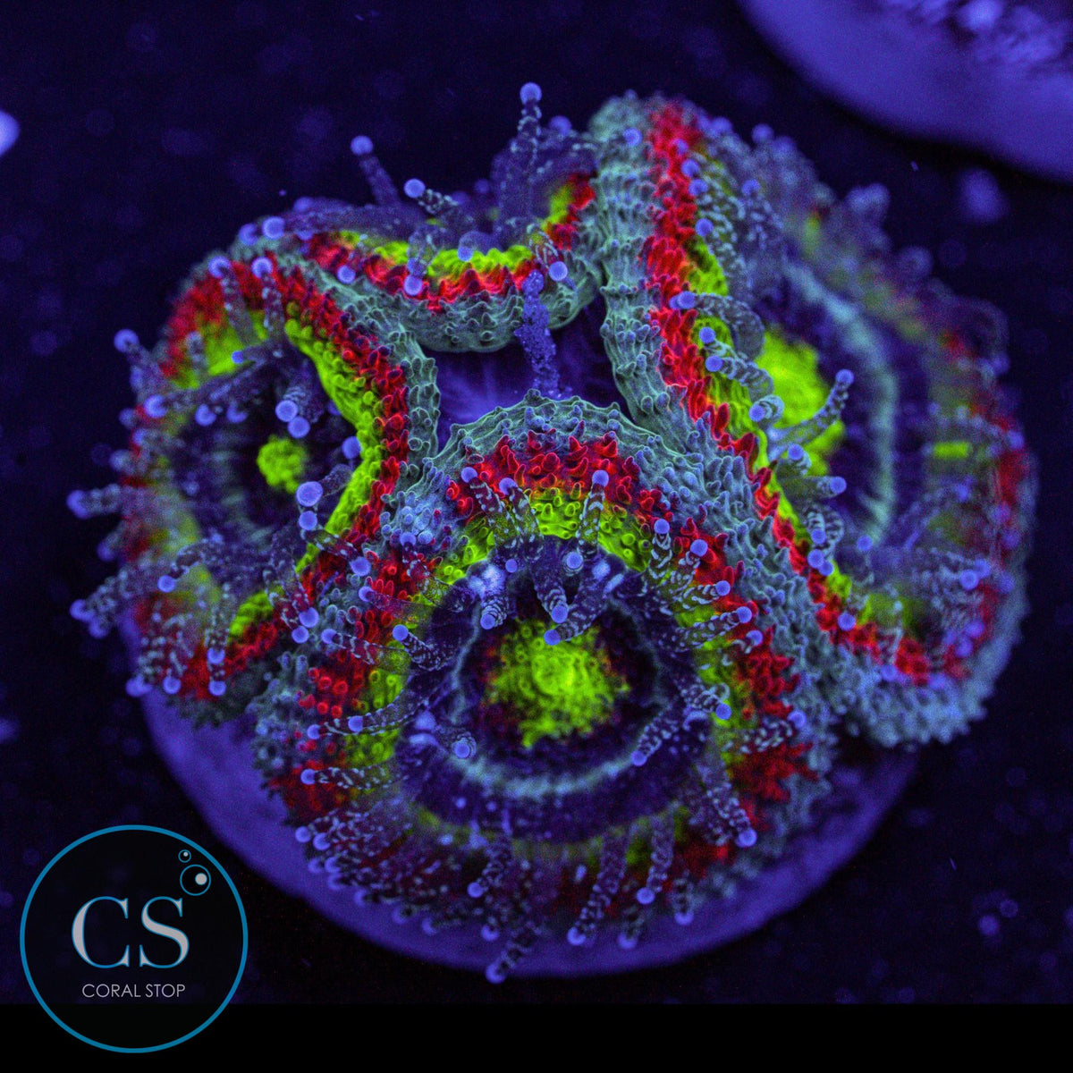 F2M Holy Grail Micromussa