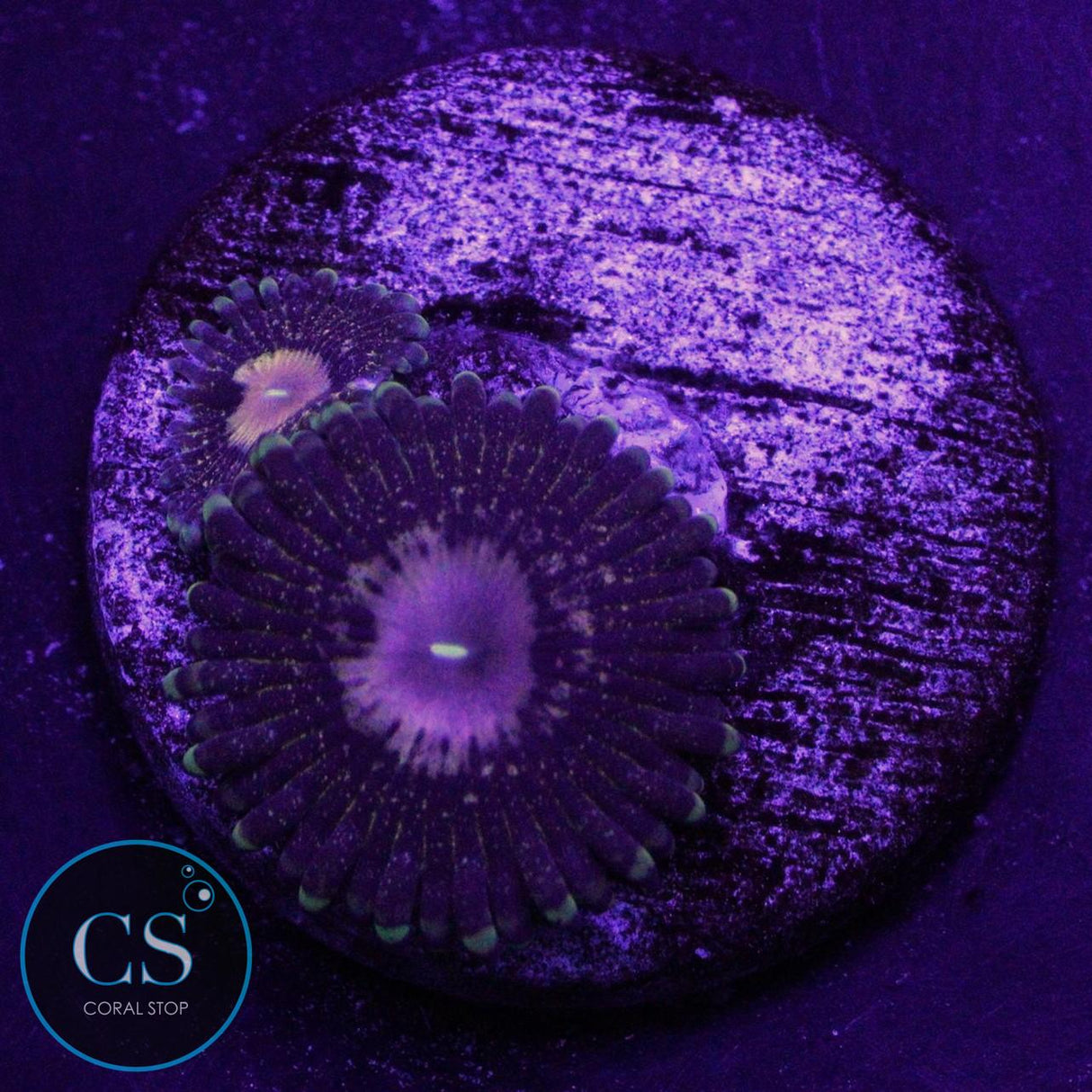 QUEEN KRAKATOA ZOA