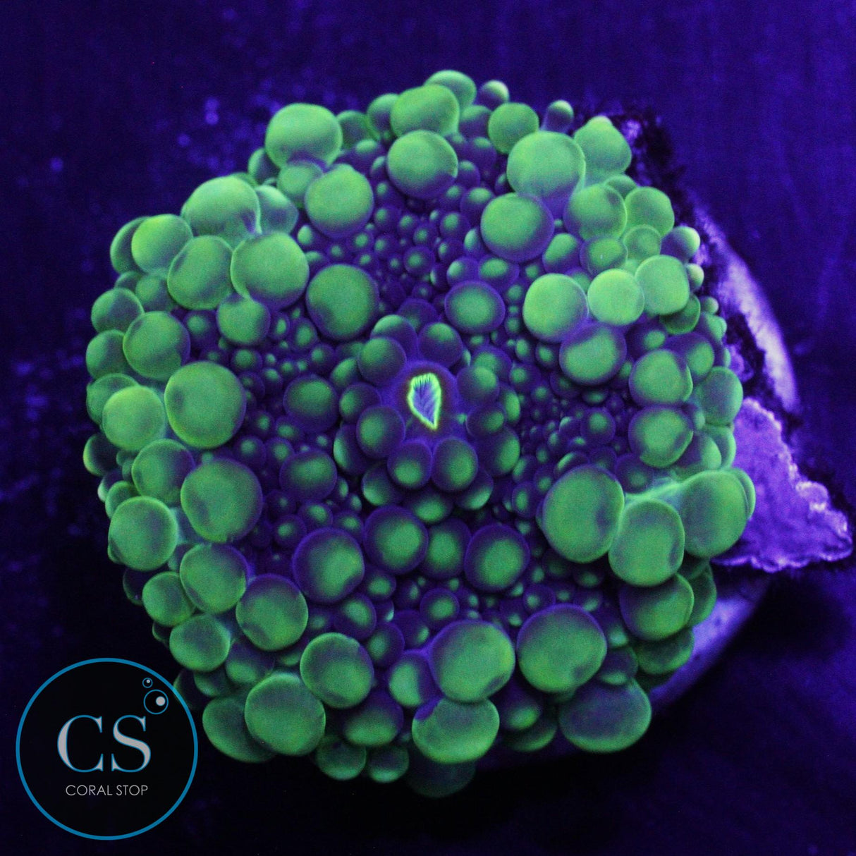CS NEW RELEASE GREEN GODZILLA MUSHROOM