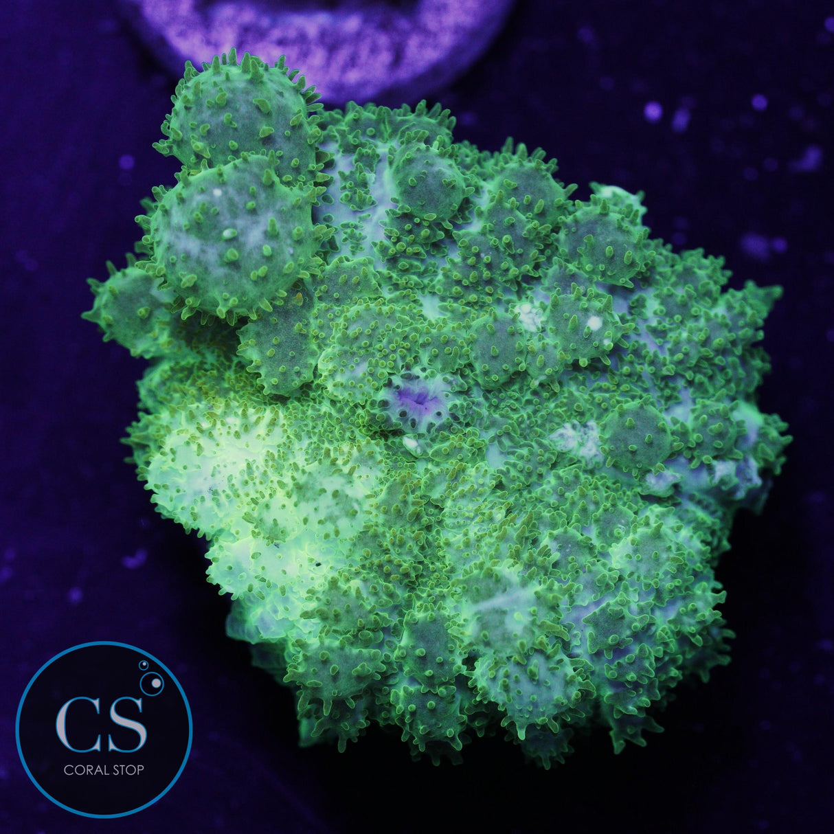 CS Ghost Bounce Mushroom