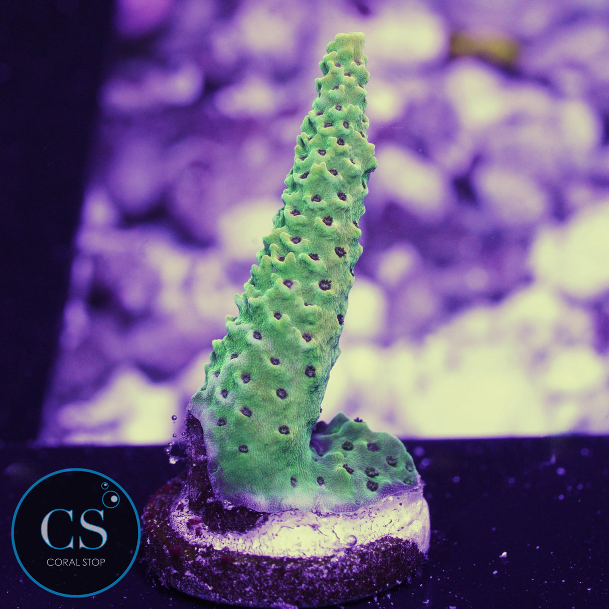 CS Blazing Banana Acropora