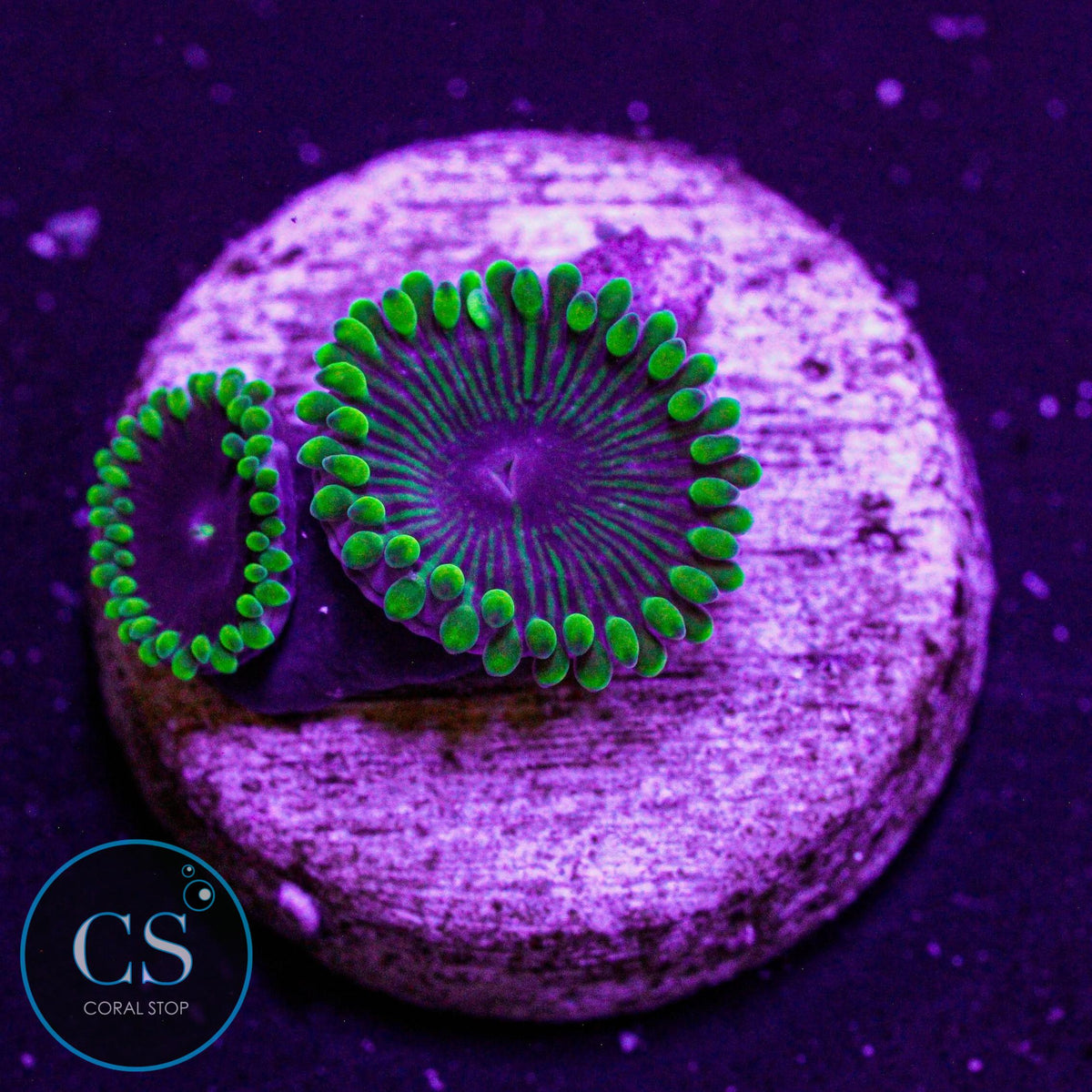 OG Purple People Eater Zoa