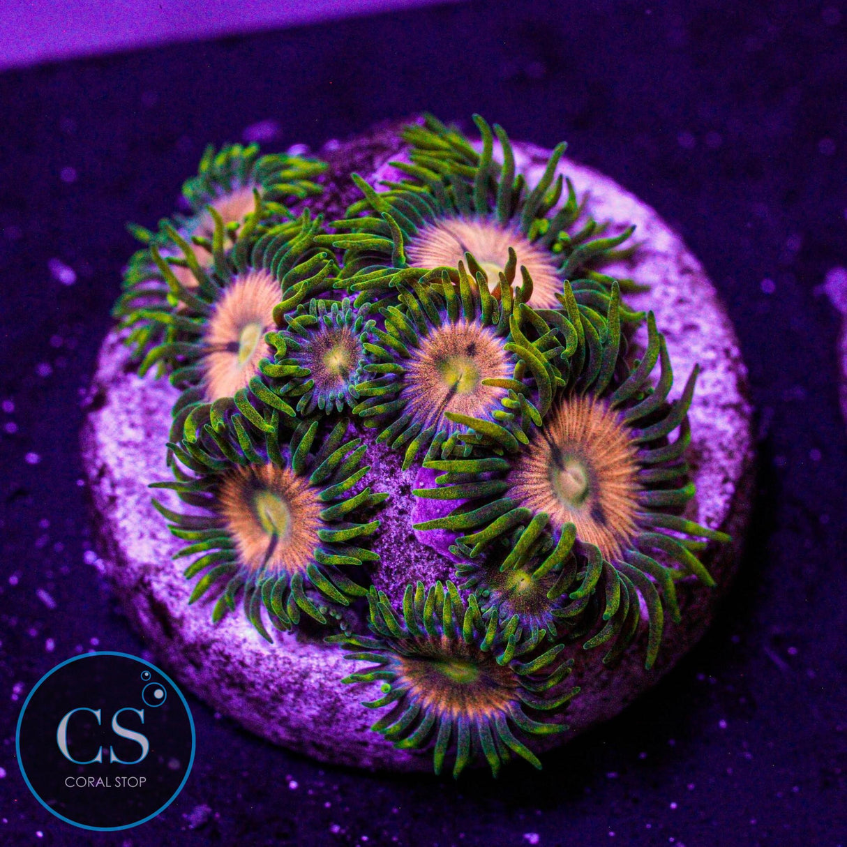 WWC Laser Lemon Zoa
