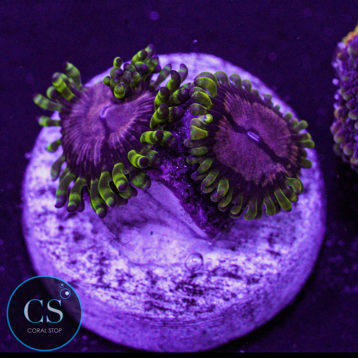 WWC Purple Monster Zoa