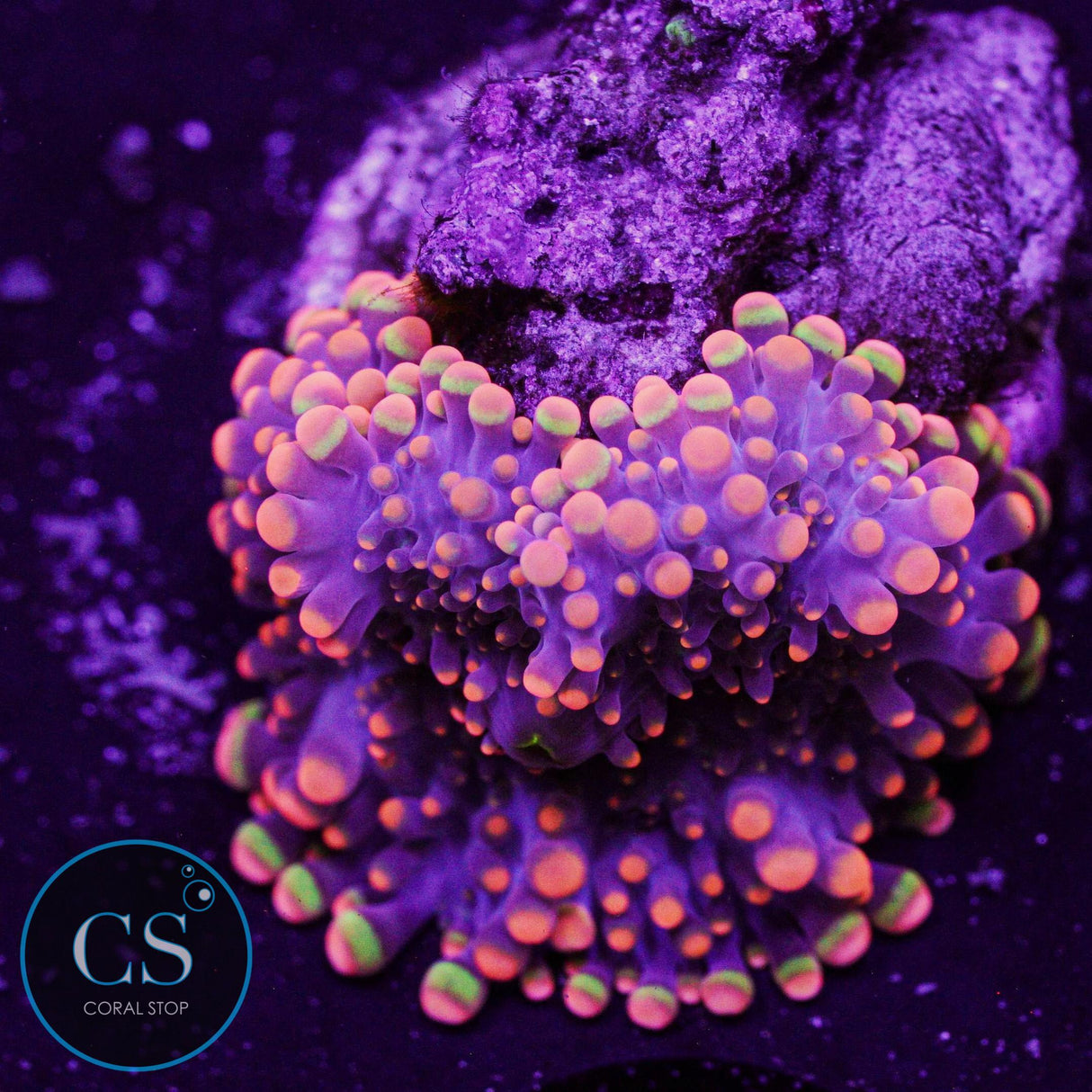 King Kong Yuma Mushroom