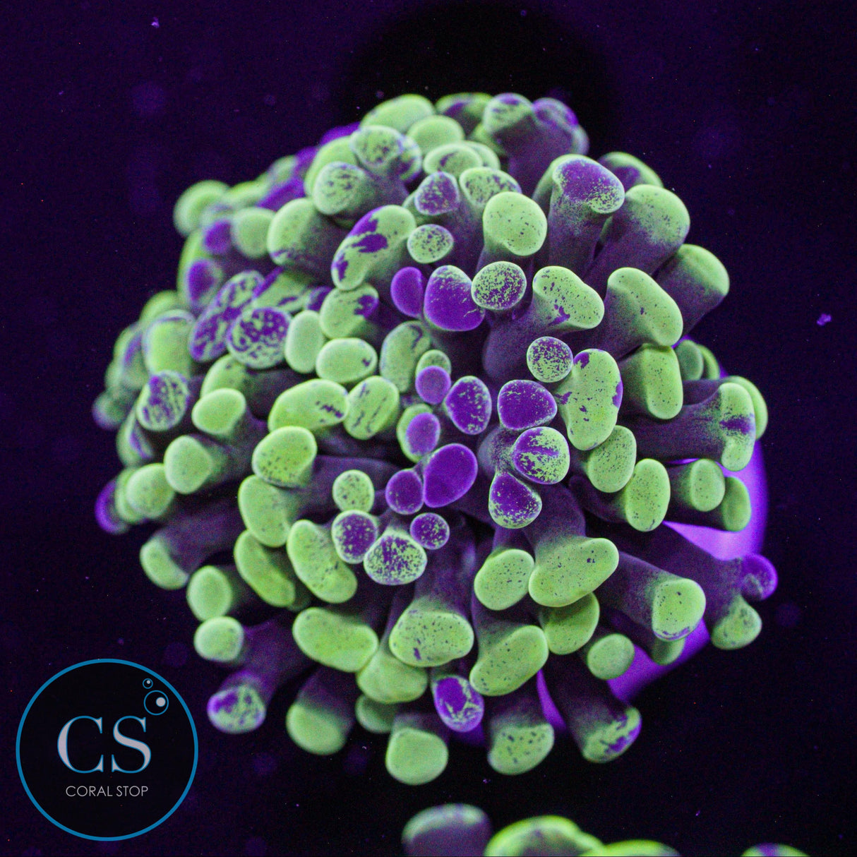 Green Splatter Hammer