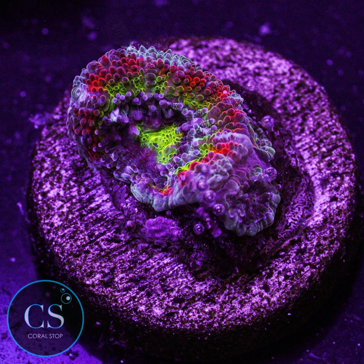 F2M Holy Grail Micromussa