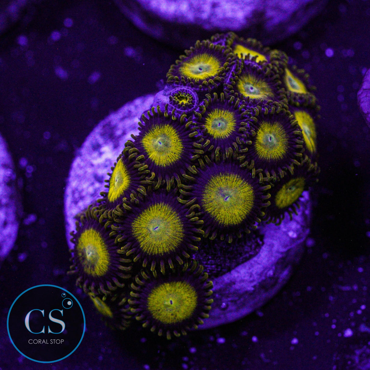 King Midas Zoa