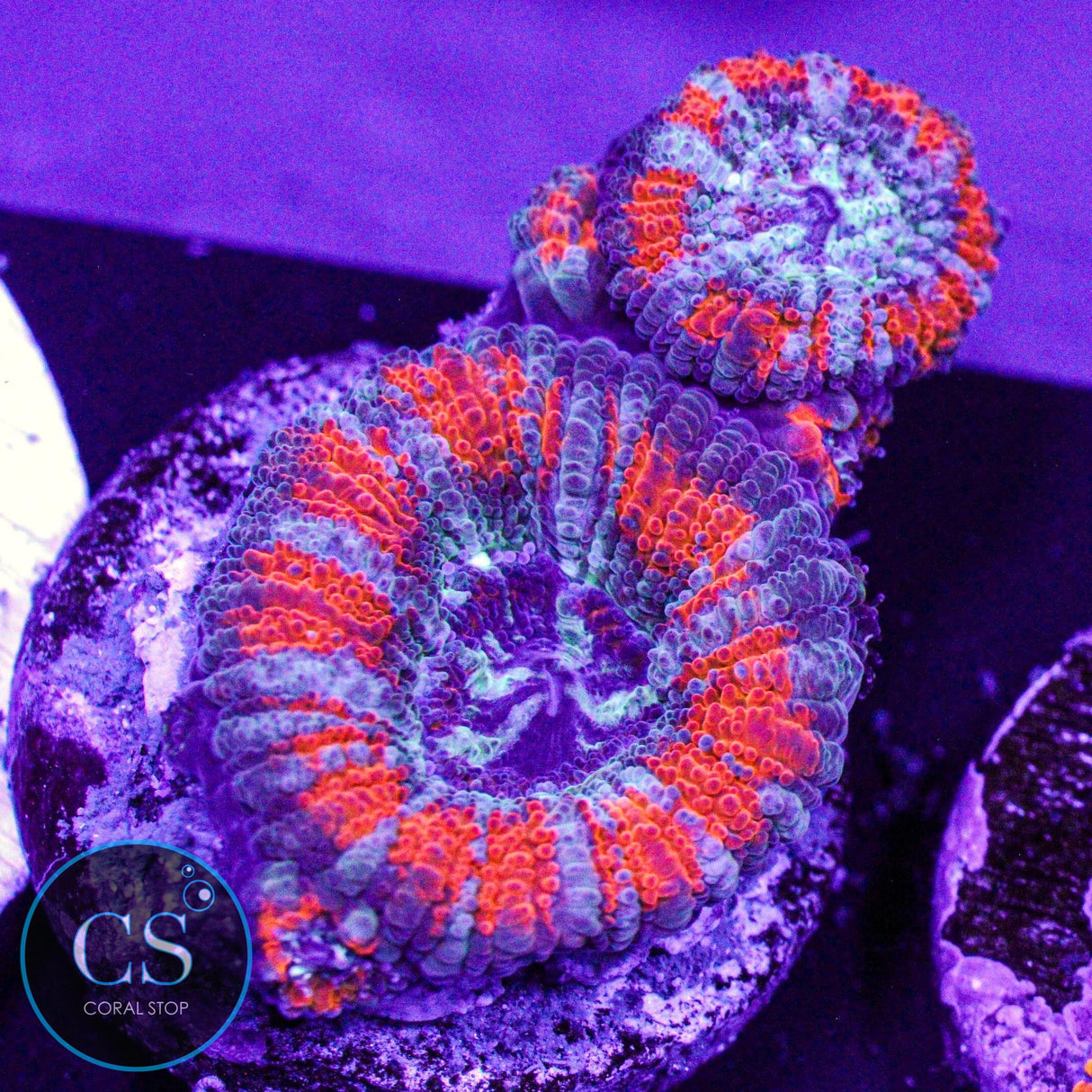 Agent Orange Asian Acan