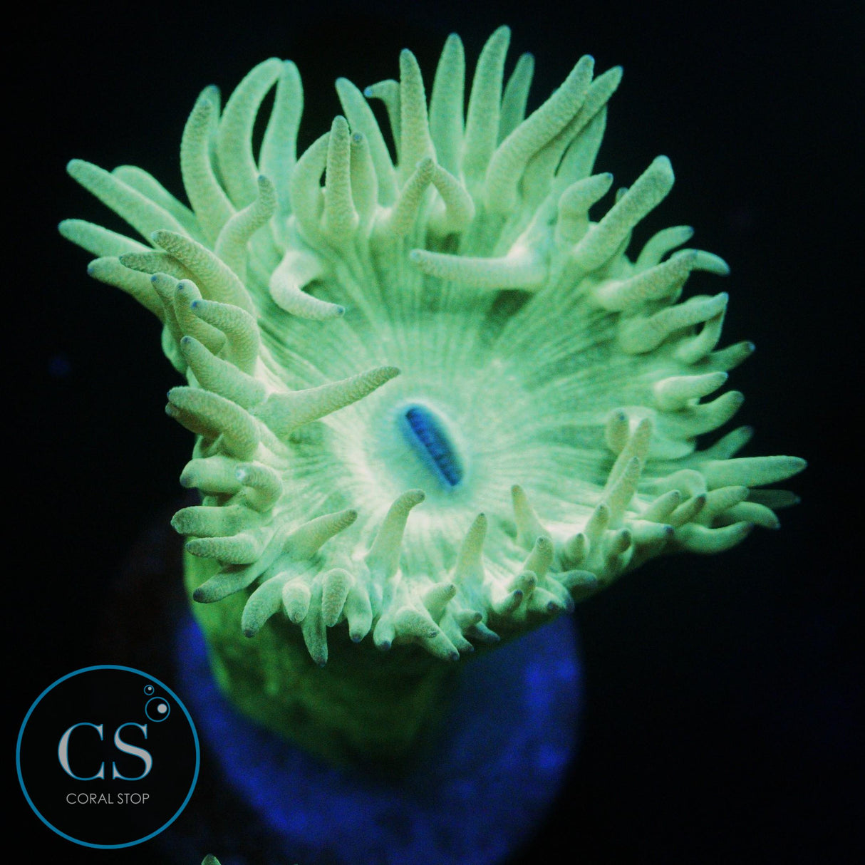 DUNCAN CORAL