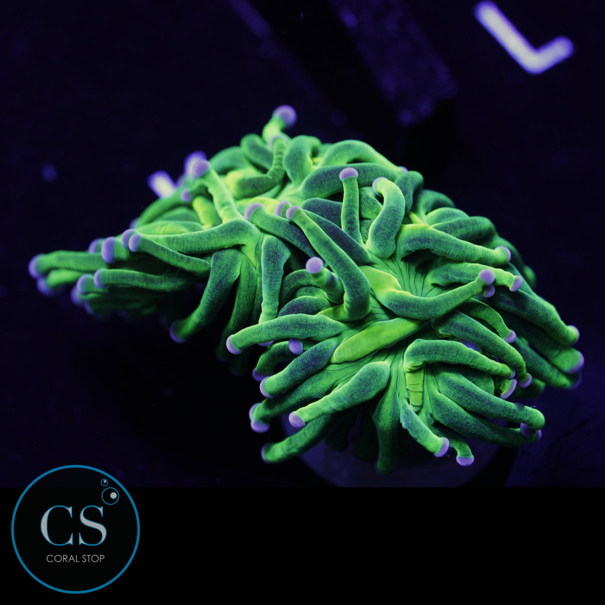 2 HEAD COTTON CANDY TORCH