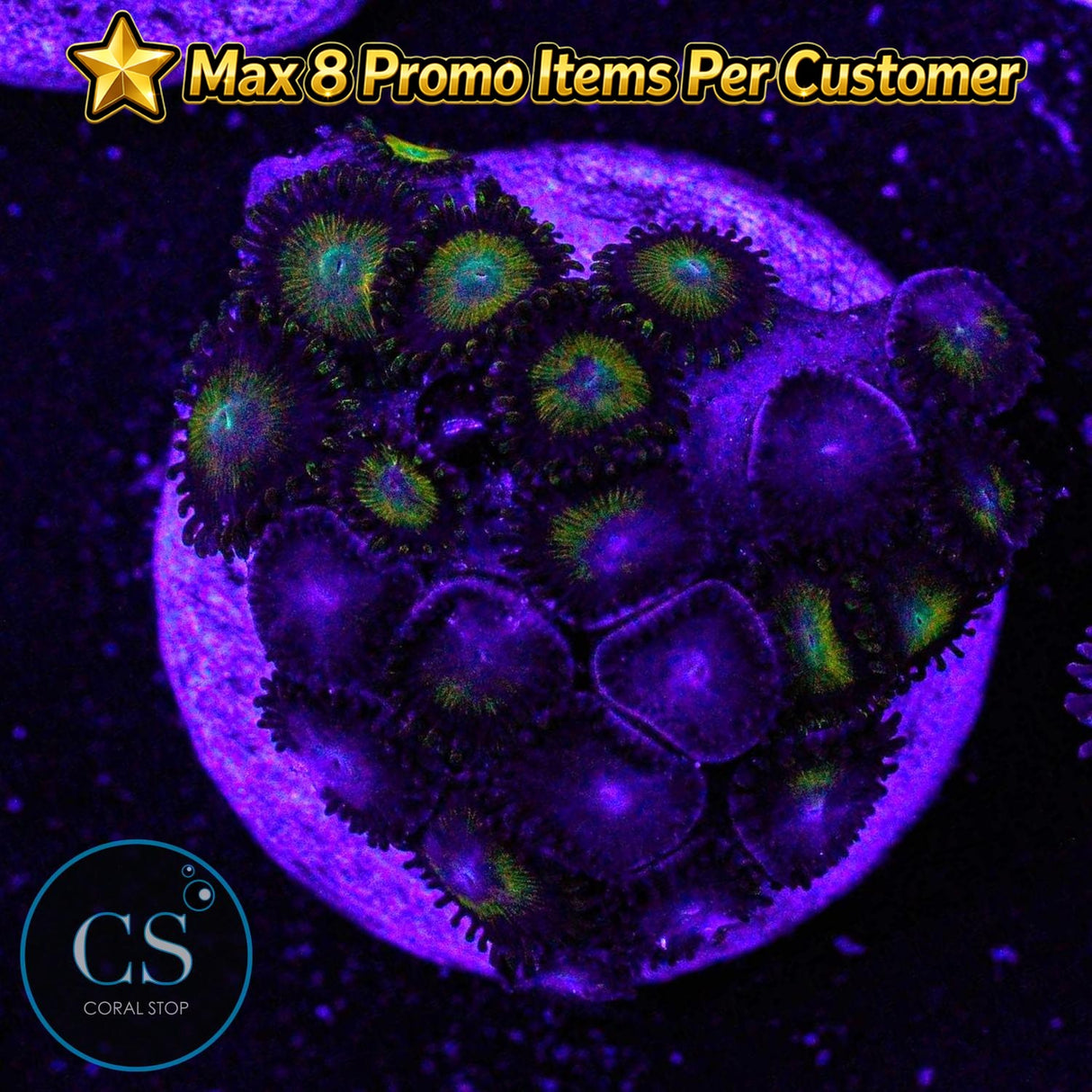 King Midas Zoa