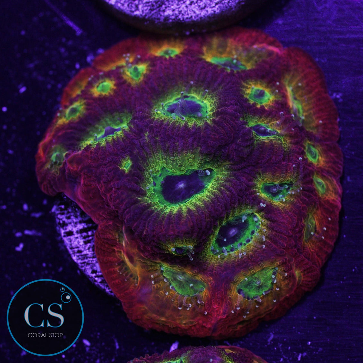 RR Spicy Lemon Favia