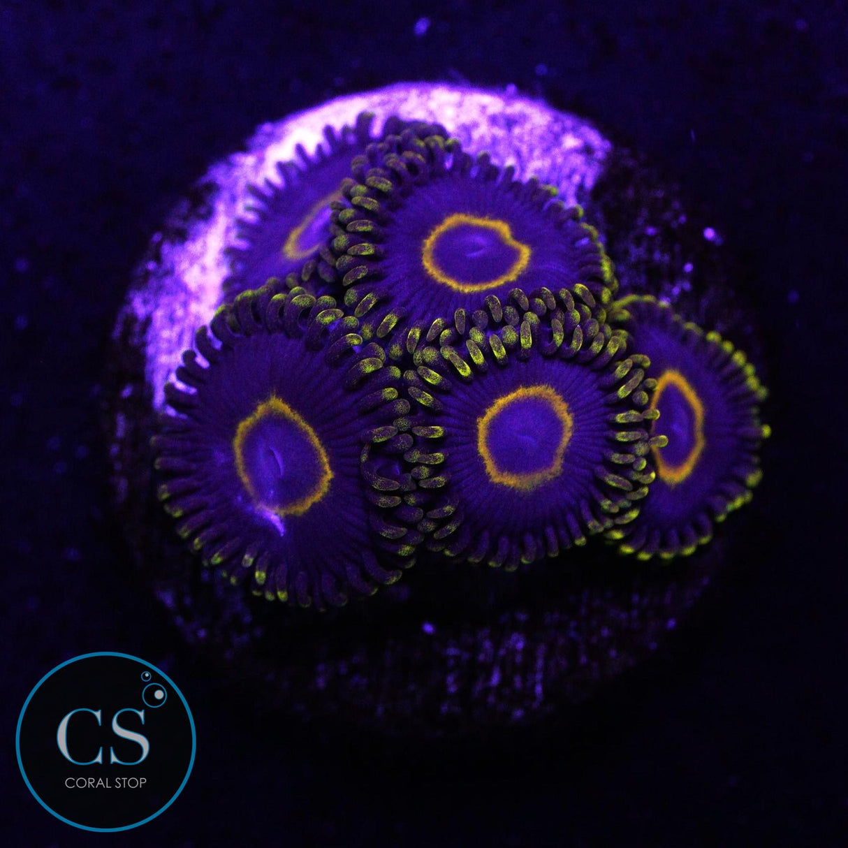 Purple Hornet Zoa