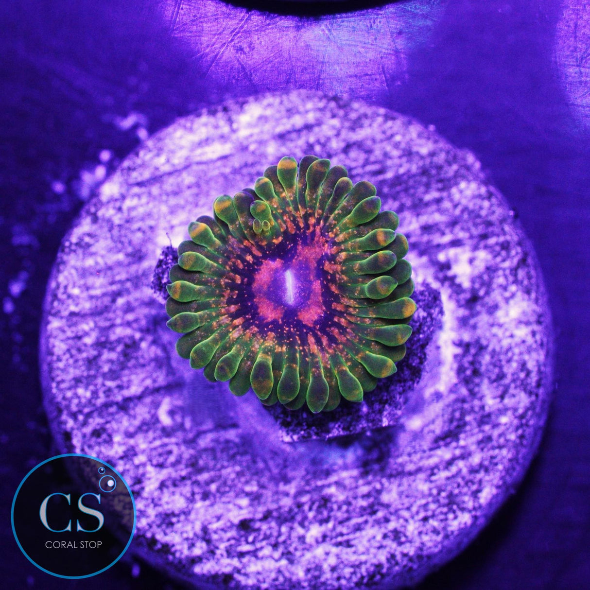 Grand Master Krak GMK ZOA