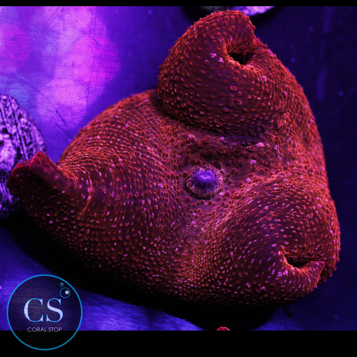 XL 2-3" Ironman Disco Mushroom