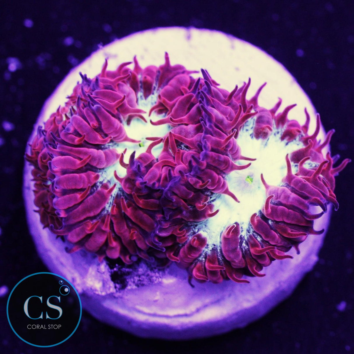 CC Fire & Ice Blasto Merletti