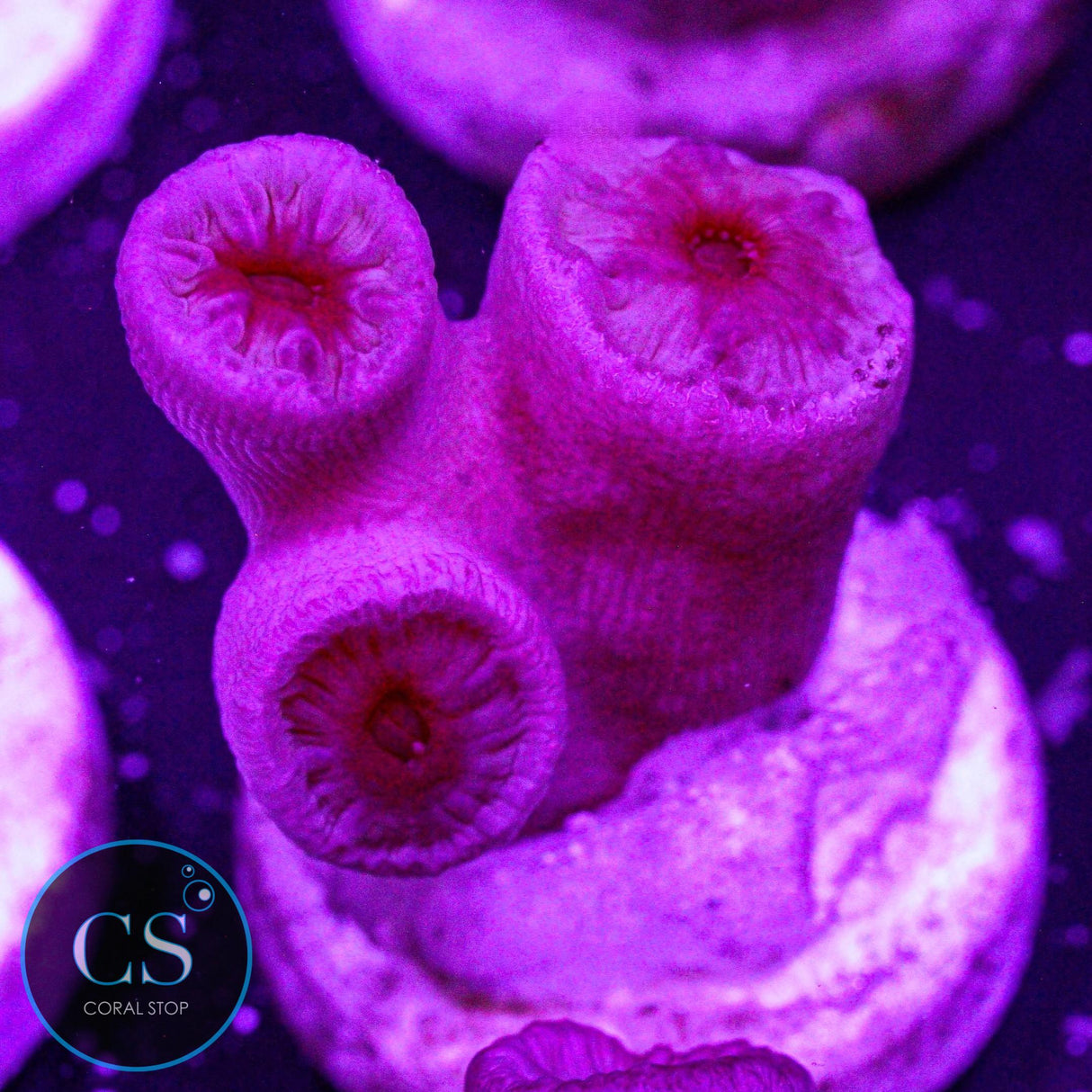 Orange Sun Coral