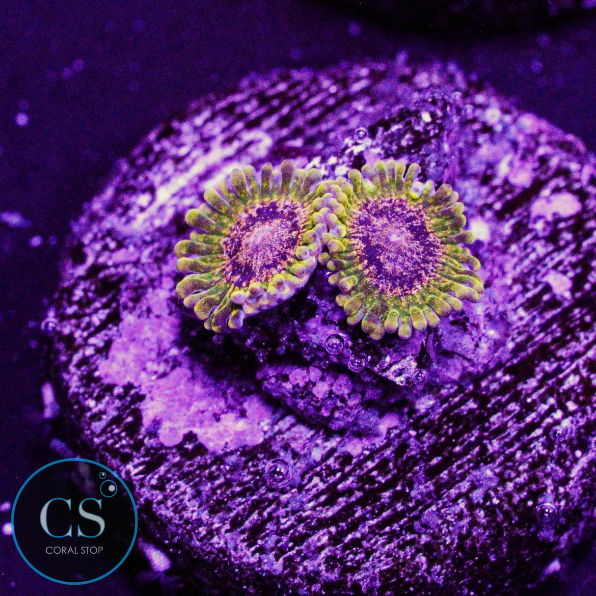 Northern Lights Zoa