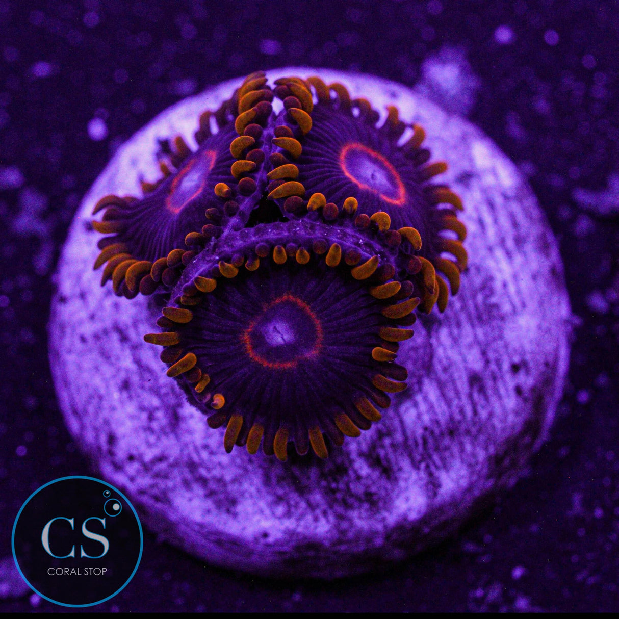 Red Hornet Zoa