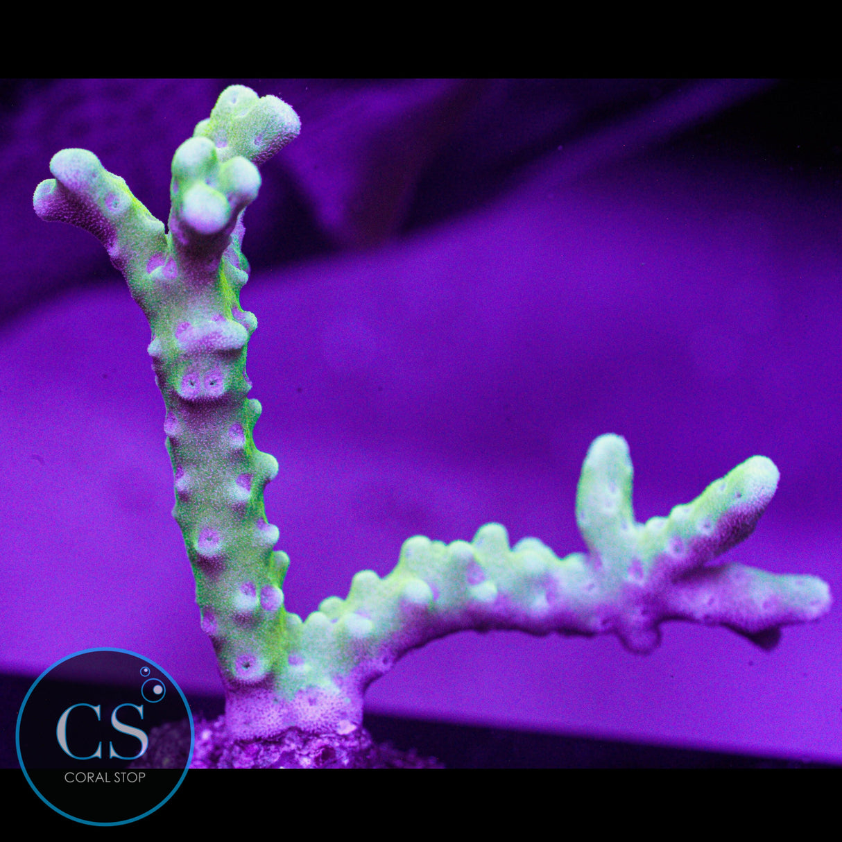 Goldenrod Anacropora
