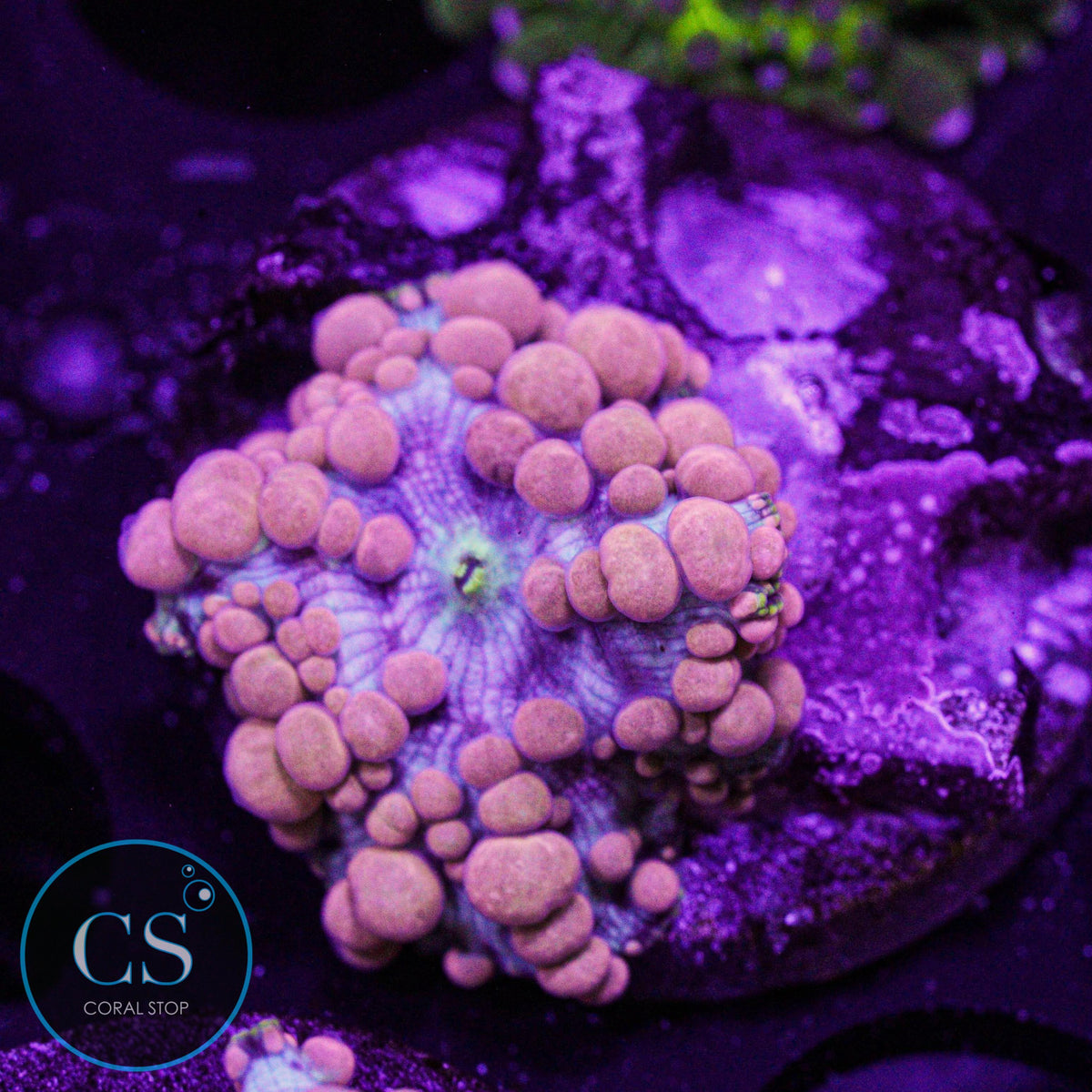 Neptune Bounce Mushroom