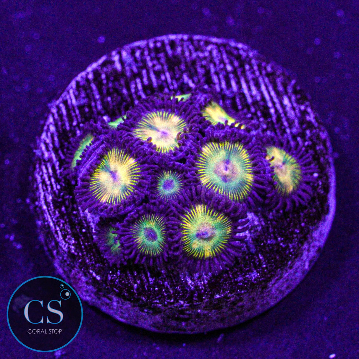Super Mario Sunshine Zoa