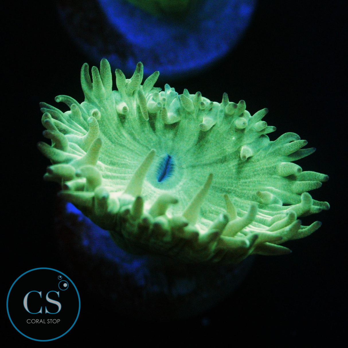 DUNCAN CORAL