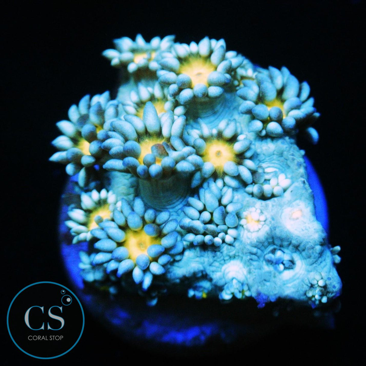 ELECTRIC SNOW DAISY GONI