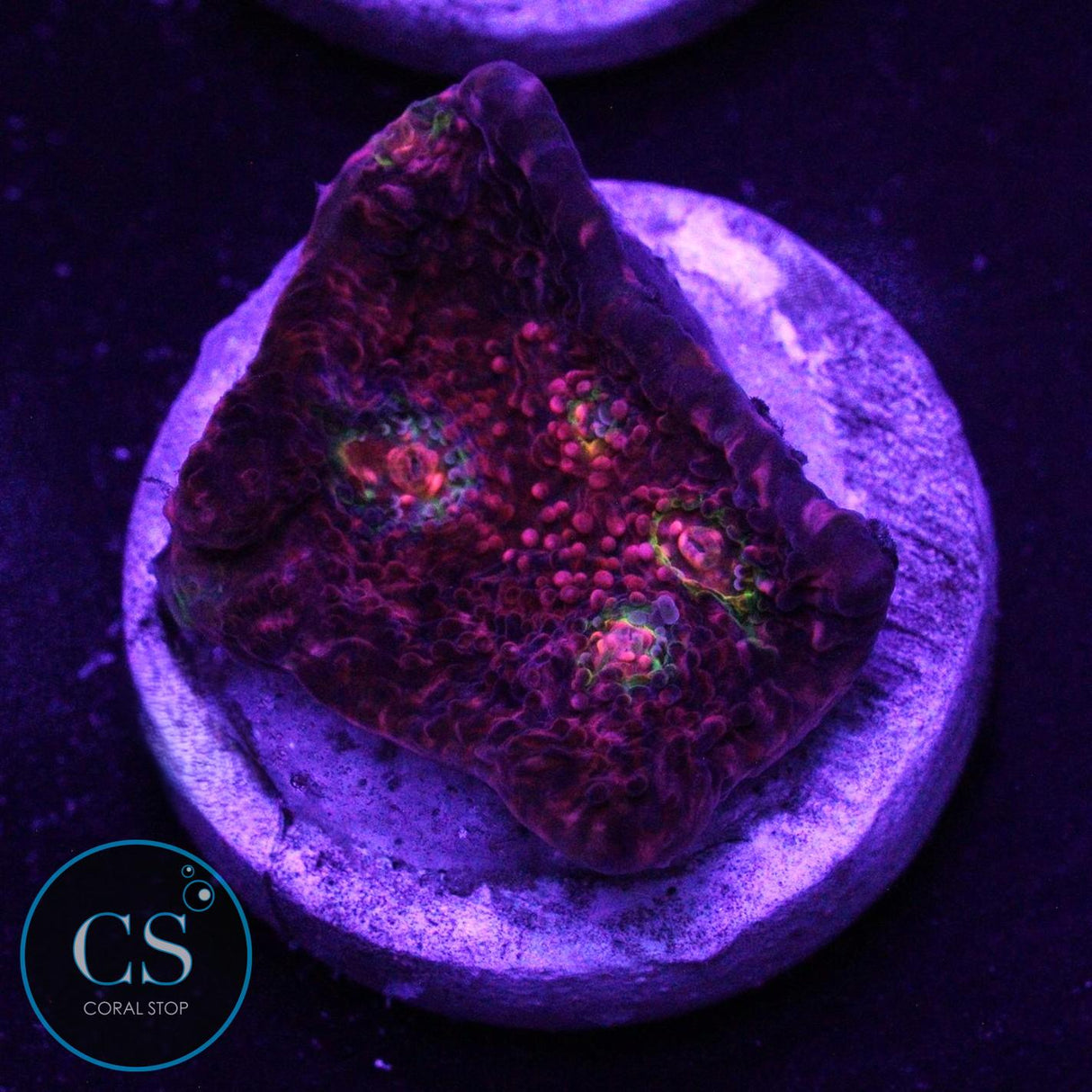 PINK BOOBIES CHALICE