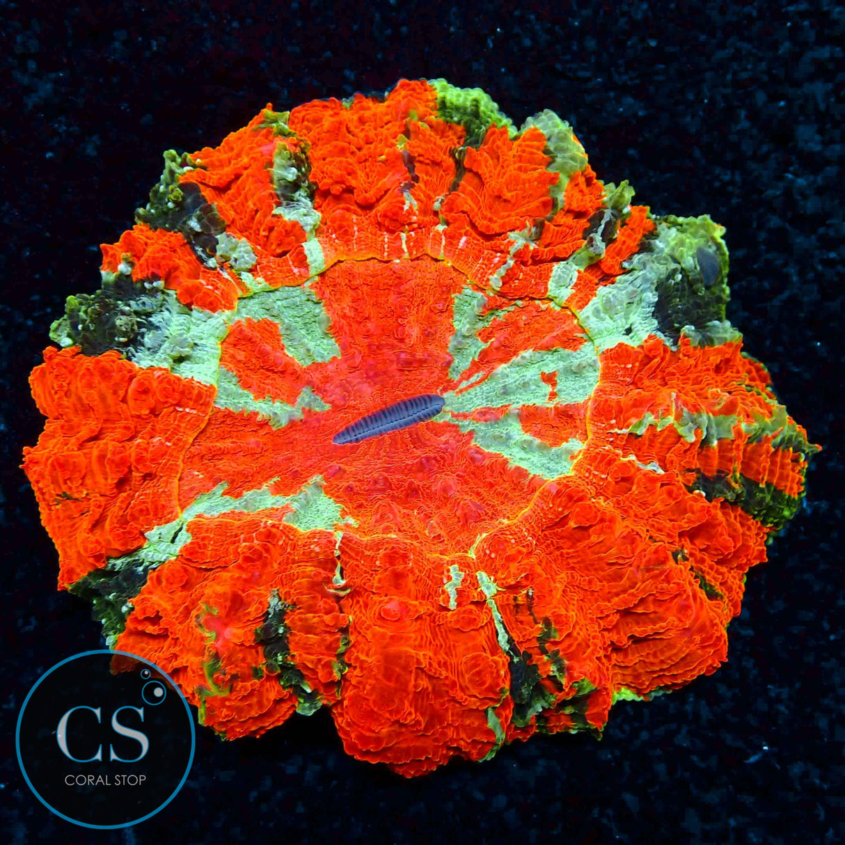 XL MASTER ACANTHOPHYLIA