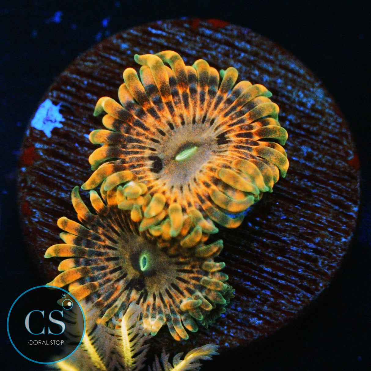 FAIRY FART ZOA