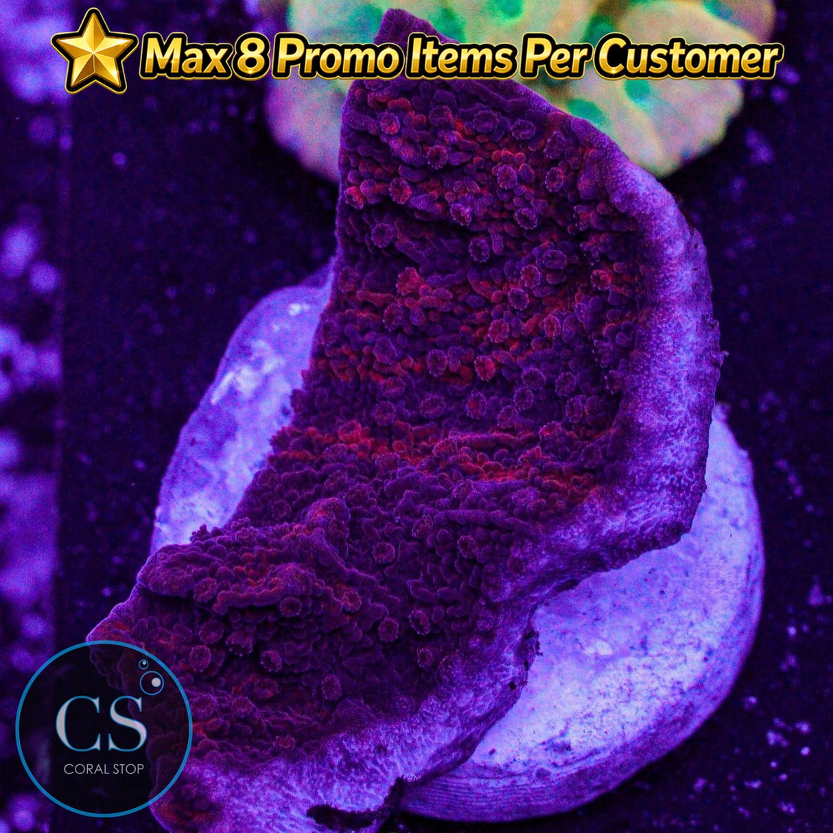 Cherry Garcia Grafted Monti