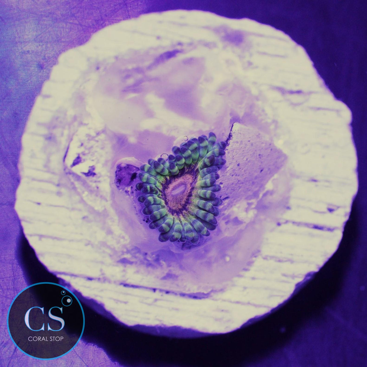 NYRA Titan Krakatoa Zoa