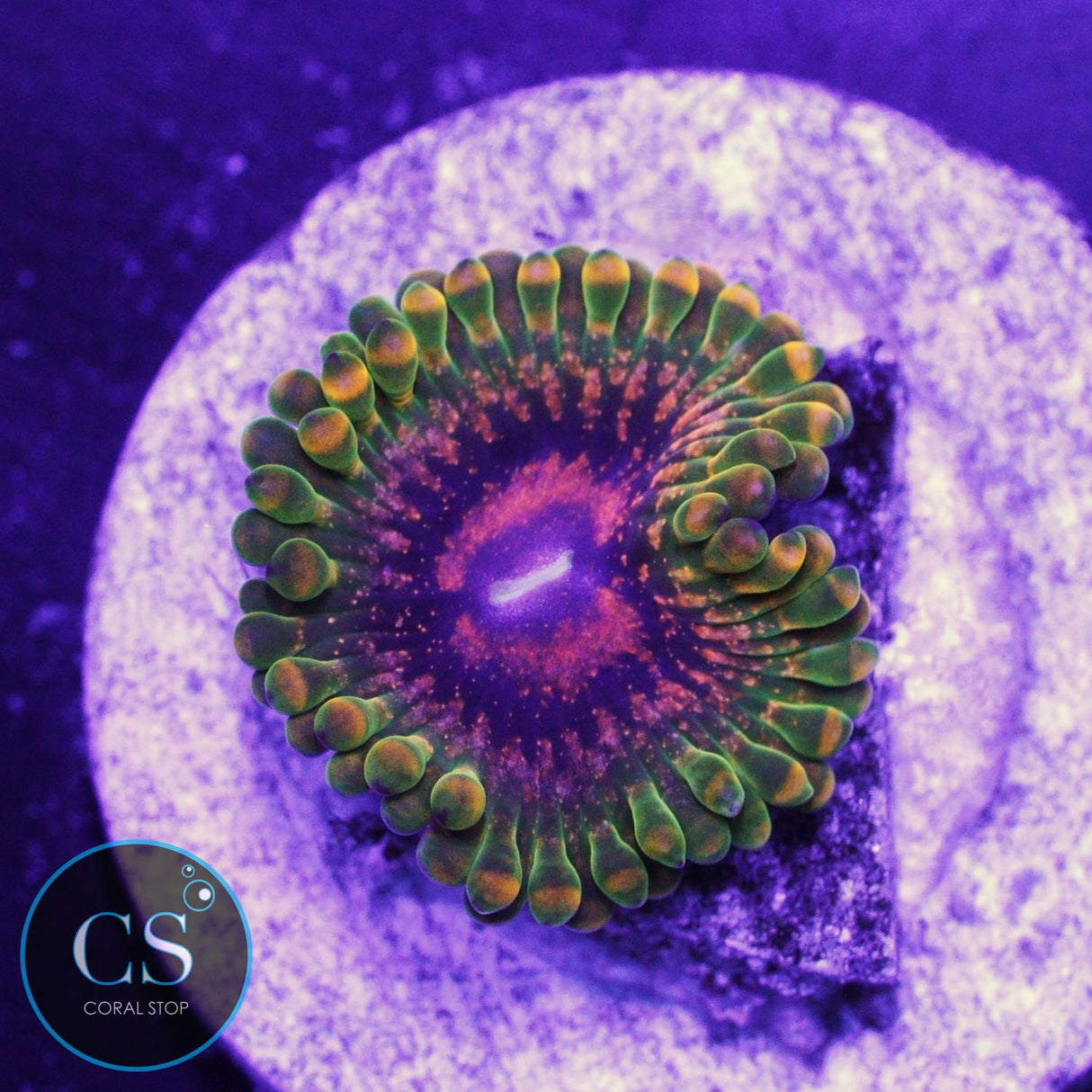 Grand Master Krak GMK ZOA