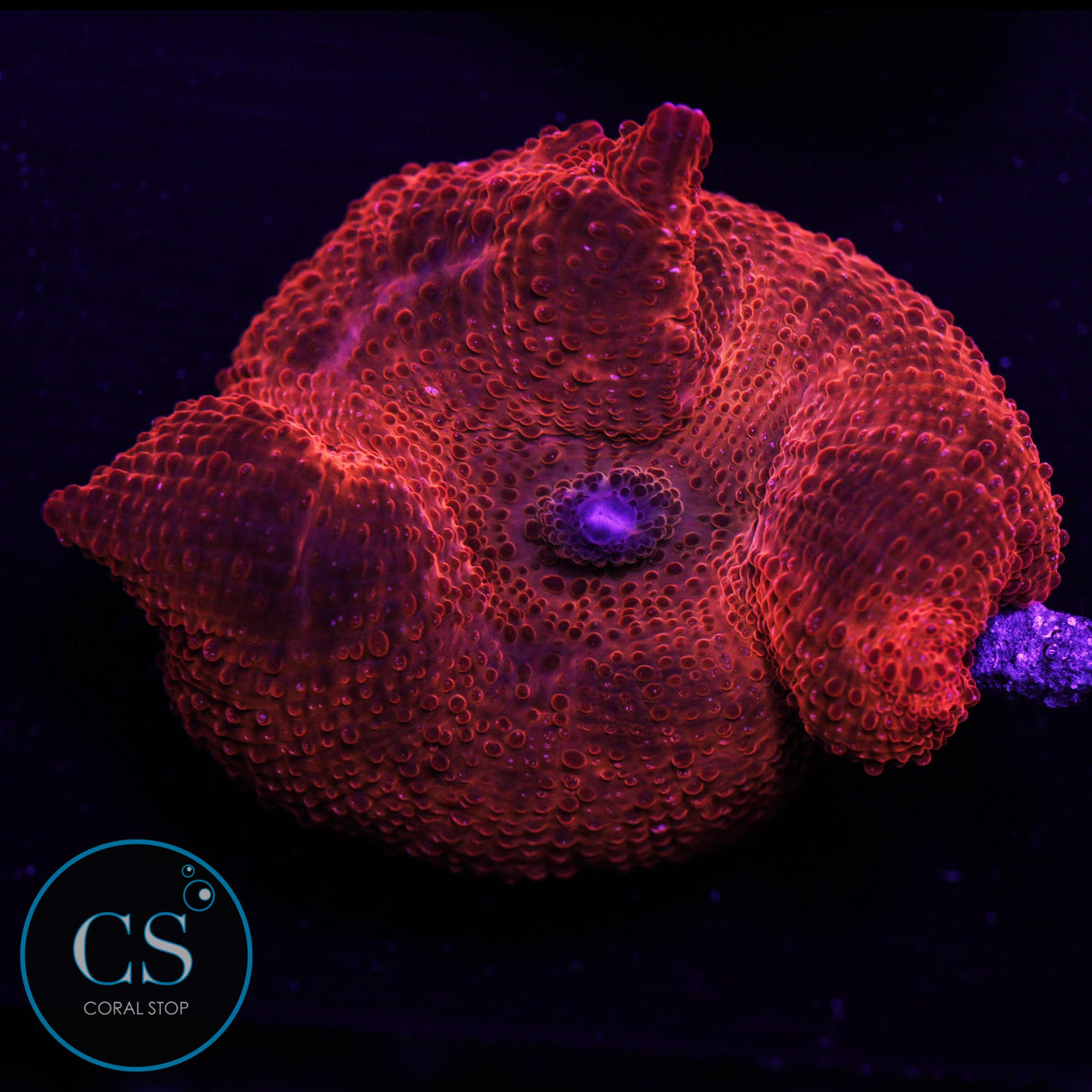 2" Ironman Disco Mushroom