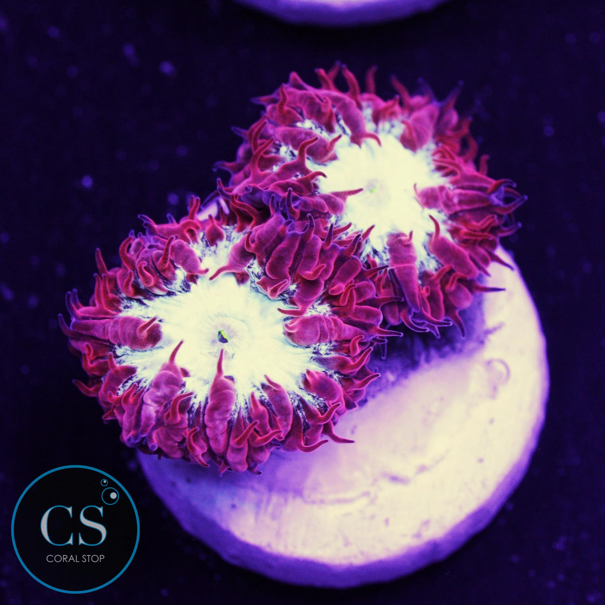 CC Fire & Ice Blasto Merletti