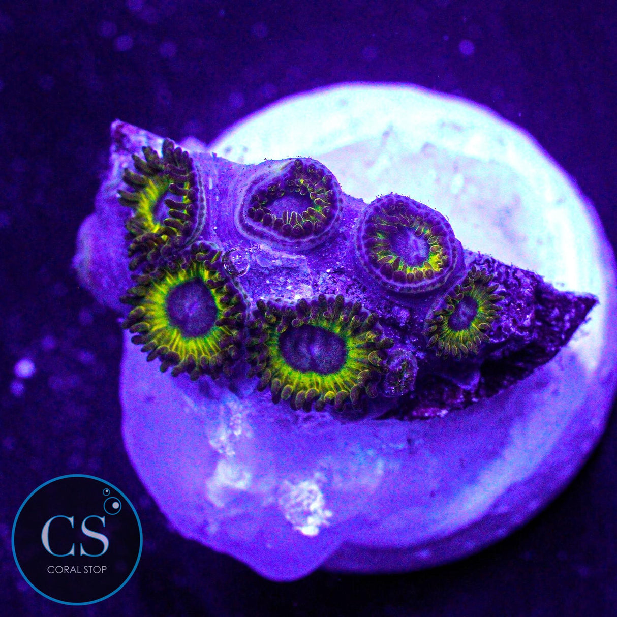 Pikachu Zoa