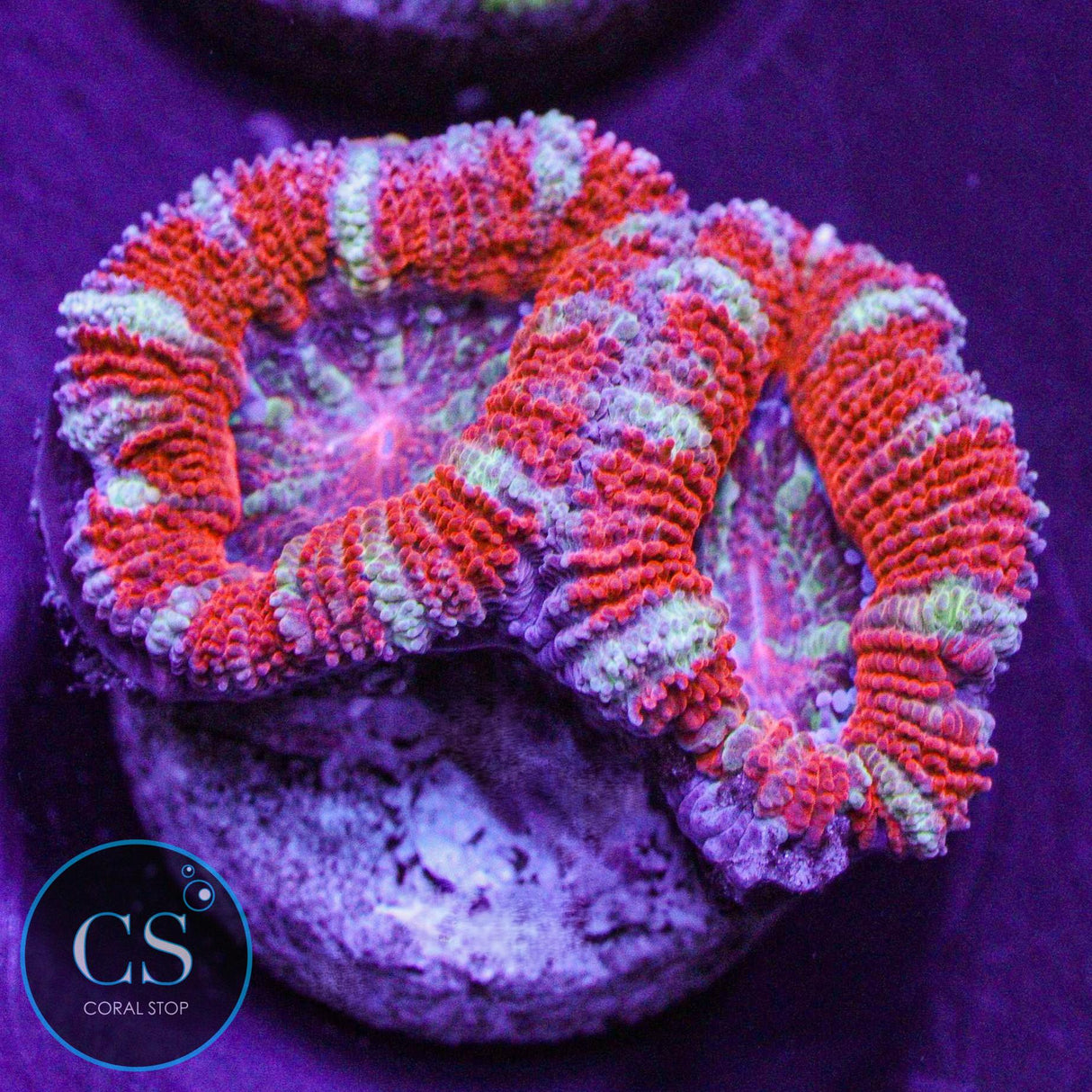 Peppermint Acan