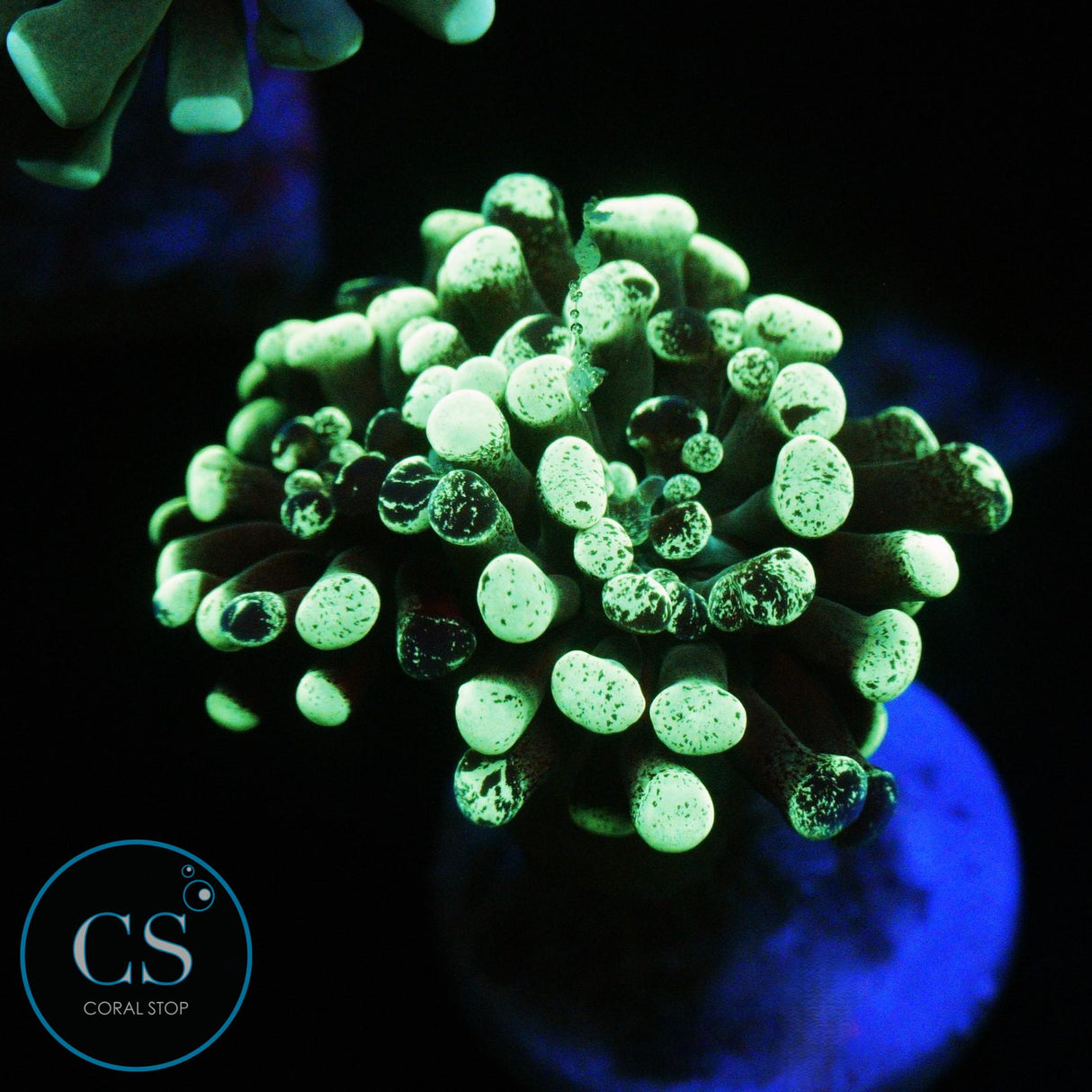 2 HEAD GREEN SPLATTER HAMMER