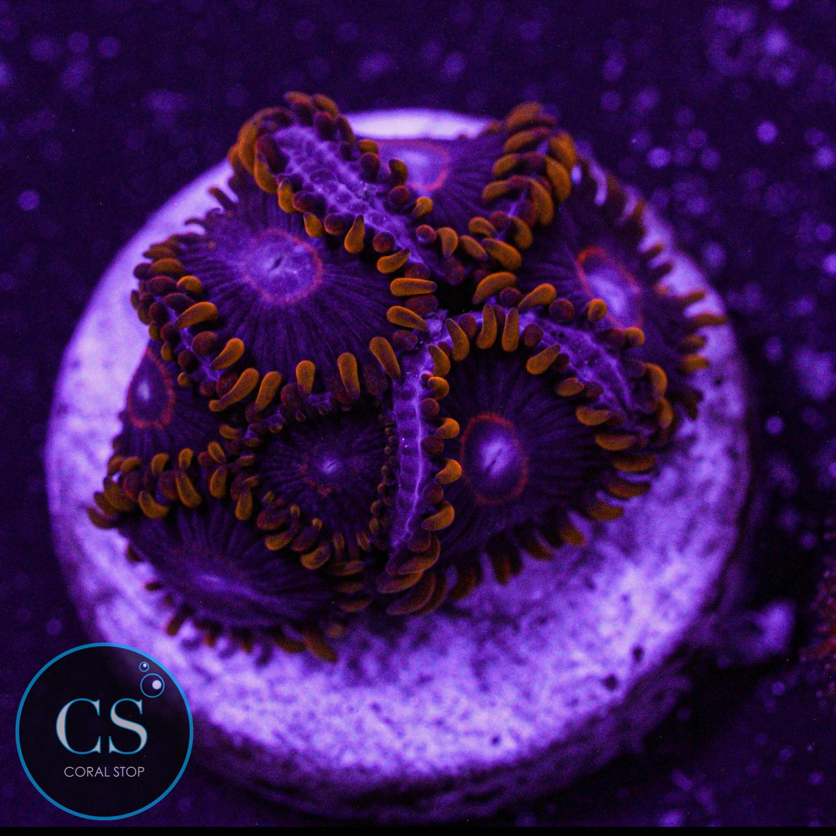 Red Hornet Zoa