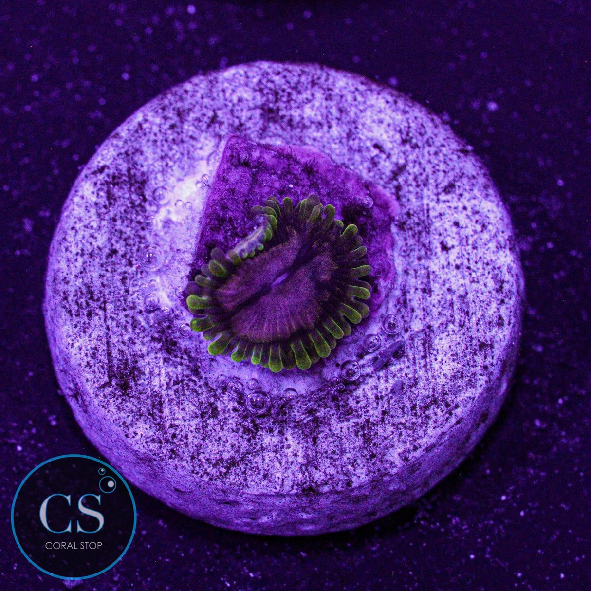 WWC Purple Monster Zoa